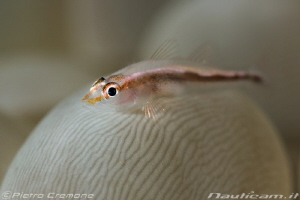 Goby on bubble coral by Pietro Cremone 
